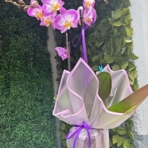 Orquidea eterno regalo