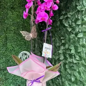 Orquidea regalo